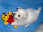 COTON DE TULEAR