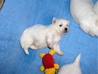 COTON DE TULEAR