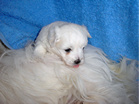 COTON DE TULEAR