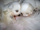 COTON DE TULEAR
