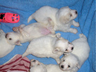 COTON DE TULEAR