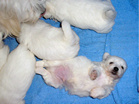 COTON DE TULEAR