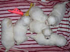 COTON DE TULEAR