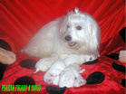 COTON DE TULEAR