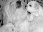 COTON DE TULEAR