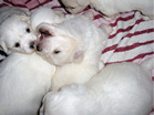 COTON DE TULEAR
