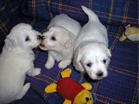 COTON DE TULEAR