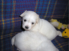COTON DE TULEAR