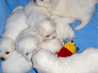 COTON DE TULEAR