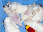 COTON DE TULEAR