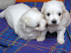 COTON DE TULEAR