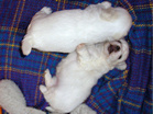 COTON DE TULEAR