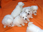 COTON DE TULEAR