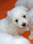 COTON DE TULEAR