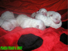 COTON DE TULEAR