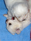 COTON DE TULEAR