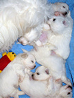 COTON DE TULEAR