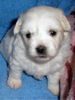 COTON DE TULEAR