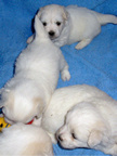 COTON DE TULEAR