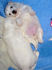COTON DE TULEAR