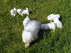 COTON DE TULEAR