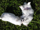 COTON DE TULEAR