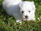 COTON DE TULEAR