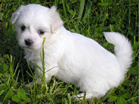 COTON DE TULEAR