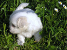COTON DE TULEAR