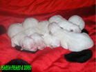COTON DE TULEAR