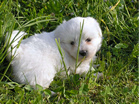 COTON DE TULEAR