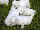 COTON DE TULEAR