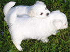COTON DE TULEAR
