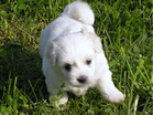 COTON DE TULEAR