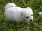COTON DE TULEAR