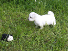 COTON DE TULEAR
