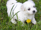 COTON DE TULEAR