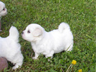 COTON DE TULEAR