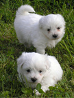 COTON DE TULEAR