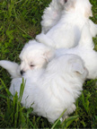 COTON DE TULEAR