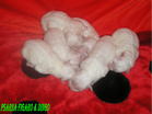 COTON DE TULEAR