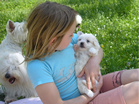 COTON DE TULEAR