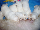 COTON DE TULEAR