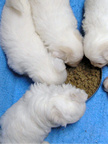 COTON DE TULEAR