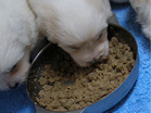 COTON DE TULEAR