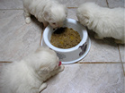COTON DE TULEAR