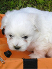 COTON DE TULEAR