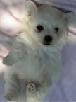 COTON DE TULEAR