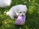 COTON DE TULEAR