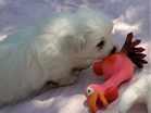 COTON DE TULEAR